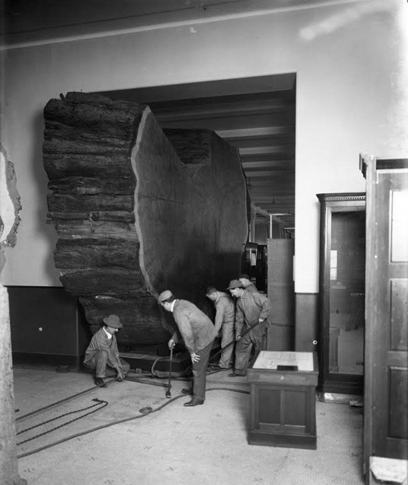 "Moving section of giant sequoia into Hall of North American Forests, 1912"